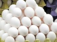 کشف نزدیک به ۱۱ تن تخم مرغ غیرمجاز در بناب