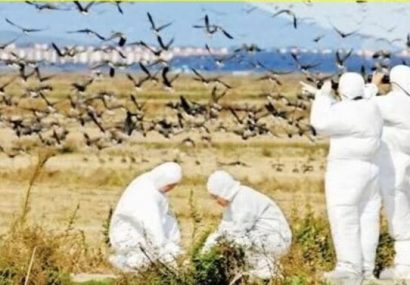 خودداری از نزدیک شدن به پرندگان وحشی به دلیل احتمال شیوع آنفلوآنزای پرندگان