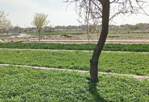 اجرای طرح پایلوت “سایه‌بان باغی” برای خشکسالی پیش رو در آذربایجان شرقی
