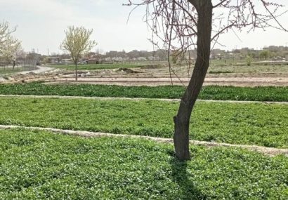 اجرای طرح پایلوت “سایه‌بان باغی” برای خشکسالی پیش رو در آذربایجان شرقی