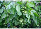 احداث گلخانه‌ی ۱۰۰۰ هکتاری برای تولید میوه‌های درختی در یکانات مرند