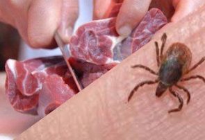 موردی از بیماری تب کریمه کنگو در آذربایجان شرقی مشاهده نشده است