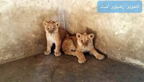 مرگ دو توله شیر “باغلارباغی” تبریز به علت تولد نارس