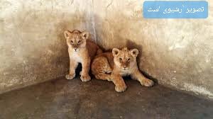 مرگ دو توله شیر “باغلارباغی” تبریز به علت تولد نارس