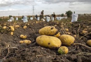 ظرفیت صادرات ۱۰۸ هزار تن سیب‌زمینی در آذربایجان‌شرقی مهیا است