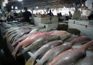 هشدار درباره سرانه پایین مصرف ماهی در آذربایجان‌شرقی
