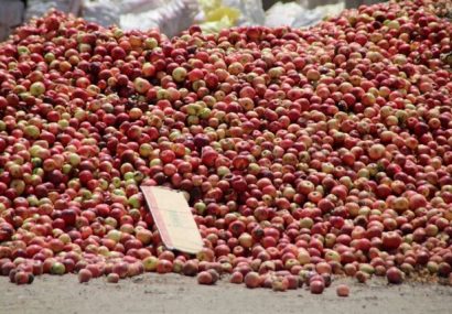 آغاز خرید تضمینی سیب درختی درجه سه باغداران در اهر