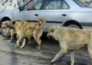 سگ گزیدگی بحران جدی شهروندان تبریزی/ سگ‌های ولگرد، باید ساماندهی شوند