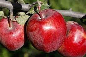 تولید ۴۵ درصد سیب آذربایجان شرقی در شهرستان مراغه