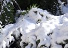 لزوم برف روبی درختان جهت جلوگیری از شکستن شاخه‌ها