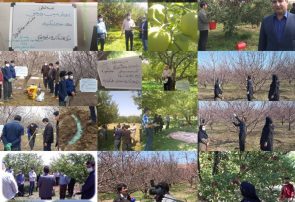 رتبه برتر مراغه در تولید و کیفیت سیب در استان
