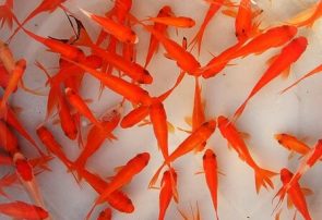 توصیه‌های بهداشتی برای خرید و نگهداری ماهی قرمز سفره هفت سین