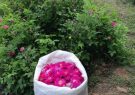 برداشت بیش از ۵۰ تن گل محمدی از ۱۵ هکتار از گلستانهای شهرستان جلفا