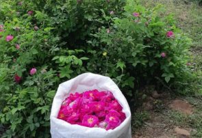 برداشت بیش از ۵۰ تن گل محمدی از ۱۵ هکتار از گلستانهای شهرستان جلفا