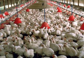 مازاد تولید مرغ داریم/خطر تعطیلی برخی از مرغداری‌ها