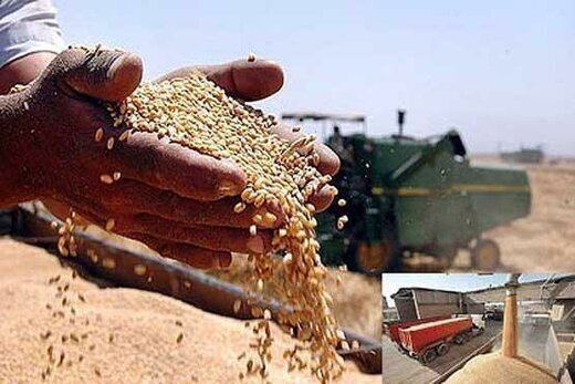 خرید گندم در آذربایجان شرقی ۱۰۰ درصد افزایش یافت