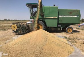 افزایش ۵۲ درصدی خرید گندم در آذربایجان شرقی