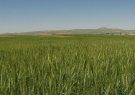 اجرای مطلوب طرح جهش تولید در دیمزارها در آذربایجان شرقی