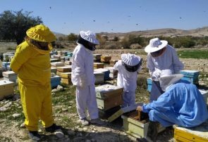 افزایش ۴.۴ درصدی تولید عسل در آذربایجان شرقی