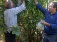 کنترل بیولوژیک در باغات انار شهرستان جلفا